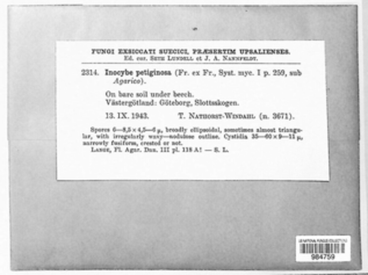 Inocybe petiginosa image